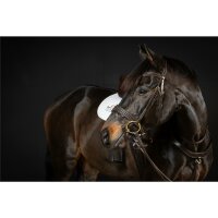 Trense Donaueschingen braun/messing Cob