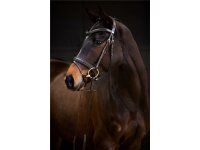 Trense Donaueschingen braun/messing Full