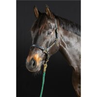 Hünxe halter black/brass PONY