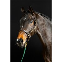 Sahrendorf halter brown/brass XFULL